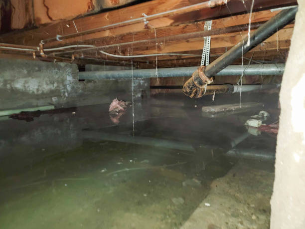 Best Mold removal after water damage  in Ponderosa Park, CO