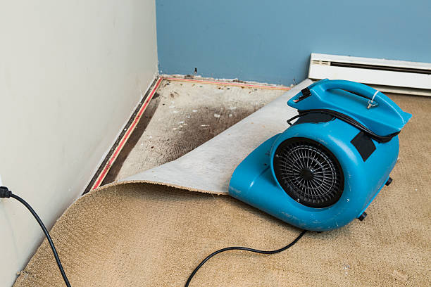 Best Professional water damage repair  in Ponderosa Park, CO
